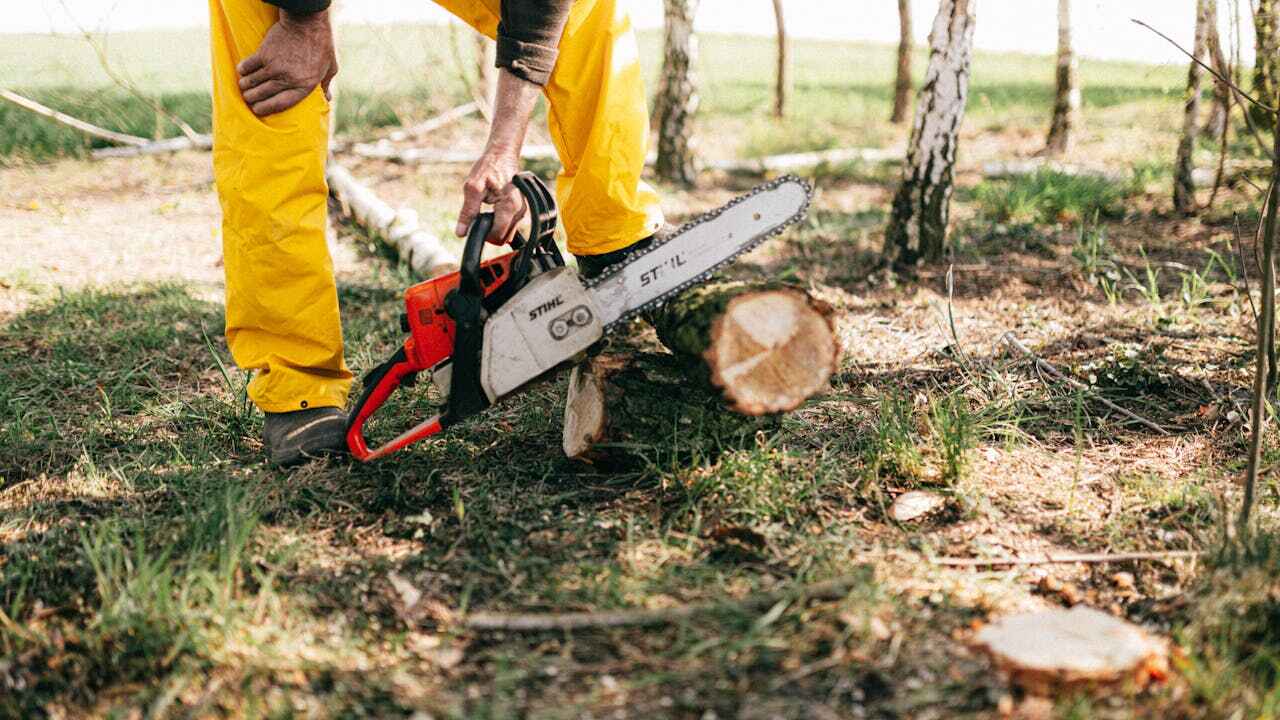 Best Tree Pruning Services  in Columbia Heights, MN